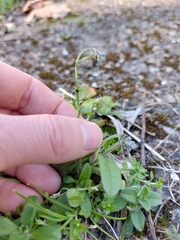 Myosotis ramosissima