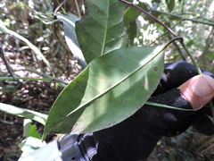 Cryptocarya aschersoniana