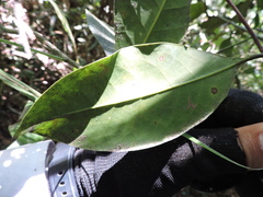 Cryptocarya aschersoniana