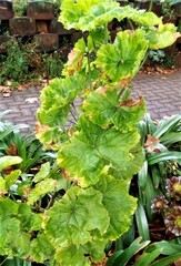 Pelargonium zonale