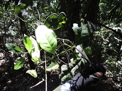 Cryptocarya aschersoniana