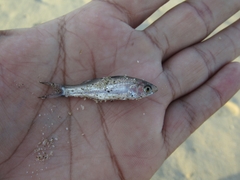 Polydactylus