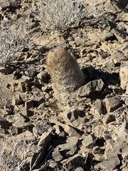 Escobaria chlorantha