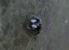 Carrhotus sannio