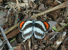 Colotis euippe omphale