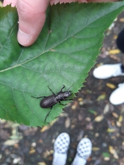 Mecodema sculpturatum