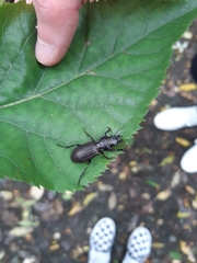 Mecodema sculpturatum