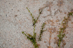 Elodea nuttallii