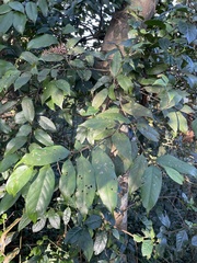 Castanopsis kawakamii