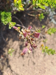 Salvia chamelaeagnea