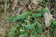 Phragmidium sanguisorbae