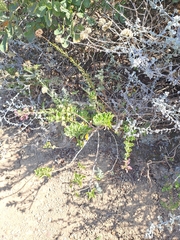 Salvia chamelaeagnea