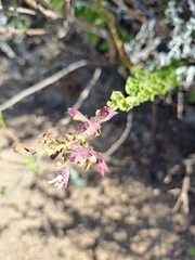 Salvia chamelaeagnea