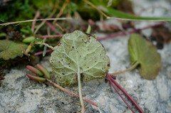 Puccinia glechomatis