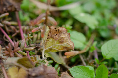 Puccinia glechomatis
