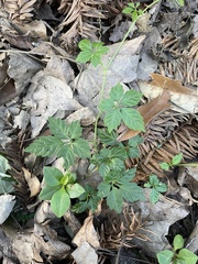 Gynostemma pentaphyllum