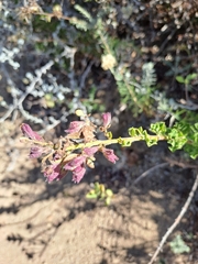 Salvia chamelaeagnea