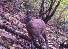 Moschus moschiferus