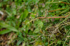 Melampsora helioscopiae