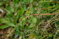 Melampsora helioscopiae