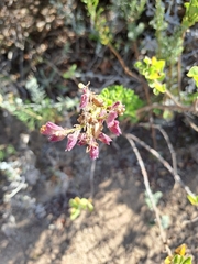 Salvia chamelaeagnea