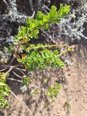 Salvia chamelaeagnea