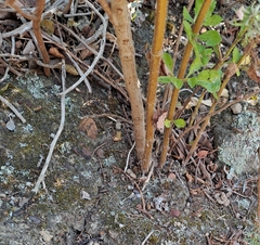 Salvia chamelaeagnea