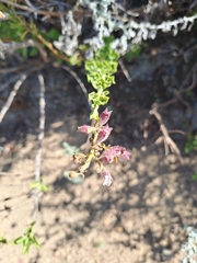 Salvia chamelaeagnea