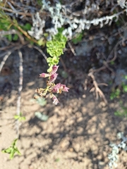 Salvia chamelaeagnea