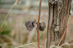 Eriosoma lanuginosum
