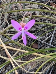 Pelargonium coronopifolium