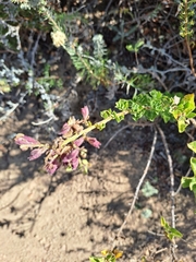 Salvia chamelaeagnea