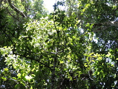 Ocotea odorifera