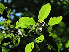 Ocotea odorifera