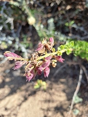 Salvia chamelaeagnea