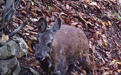 Moschus moschiferus