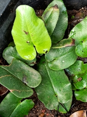 Mickelopteris cordata