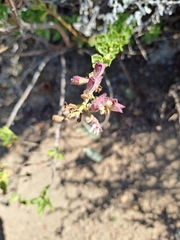 Salvia chamelaeagnea