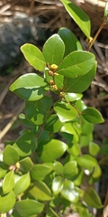 Lindera akoensis