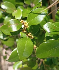 Lindera akoensis