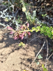 Salvia chamelaeagnea