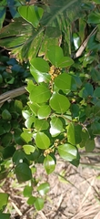 Lindera akoensis