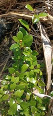 Lindera akoensis
