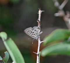 Leptotes pirithous