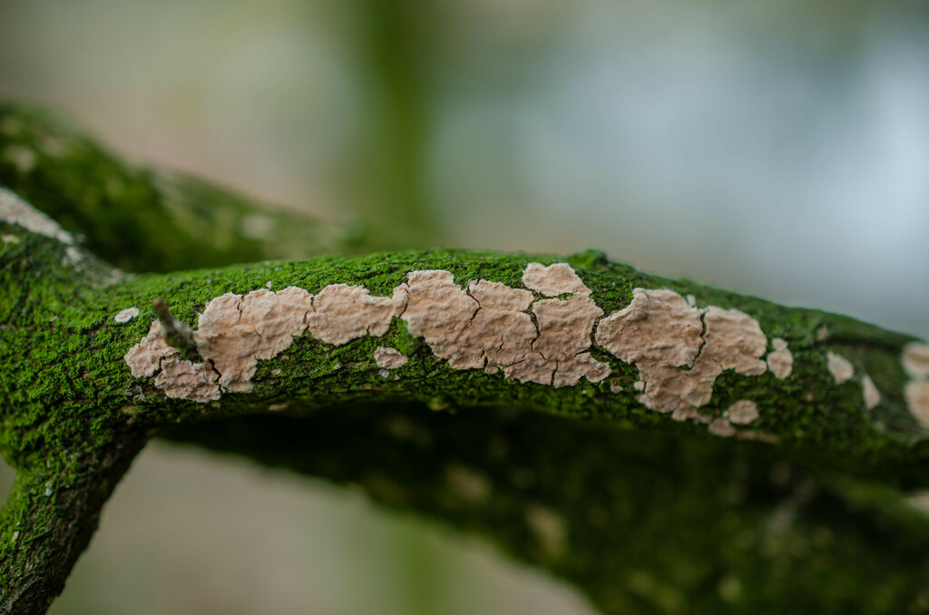 Peniophora proxima