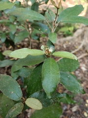 Croton cascarilloides