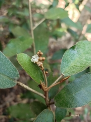 Croton cascarilloides