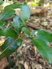Croton cascarilloides