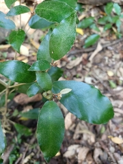 Croton cascarilloides