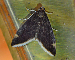 Pyrausta niveicilialis